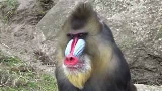 Mandrill Monkeys - Courtship and Mating  Mandrillu