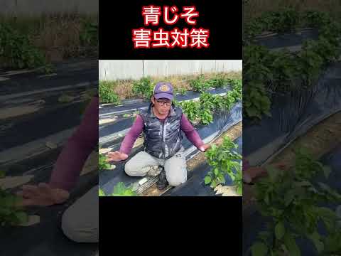  5月に育てた植物を害虫から守るにはどうすればよいですか？あなたのプランテーションを救う 5 つの自然な解決策!  庭園