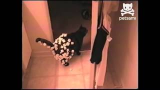 Cat has Styrofoam pellets stuck to him