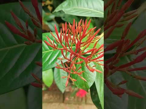 POV: My never ending love for flowers!!!❤️🥰