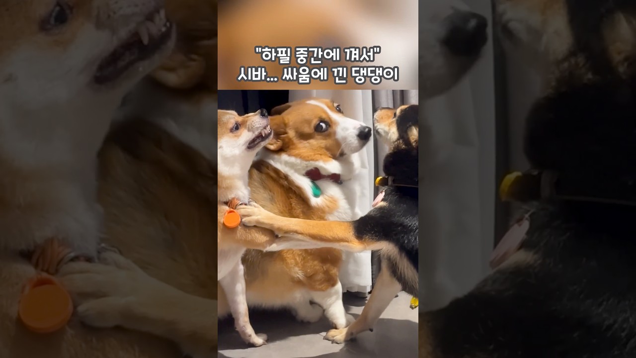 “하필 중간에 껴서” 시바… 싸움에 낀 댕댕이 🐾💦 #shorts