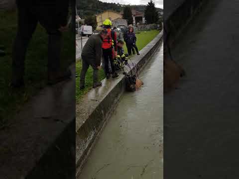 Cervo scivola nella roggia e viene salvato a Calvene!!!