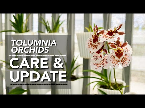 TOLUMNIA ORCHIDS UPDATE | Tolumnia Orchid Care | Tolumnia Collection