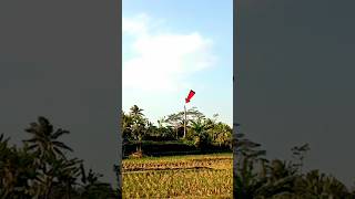 Download lagu dahsyat nya Sambaran petir ‼️ sampai ga tersisa daun sedikit pun #shorts mp3 Download lagu dahsyat nya Sambaran petir ‼️ sampai ga tersisa daun sedikit pun #shorts mp3