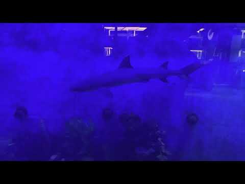 I am really going to miss my White Tip Reef Sharks!