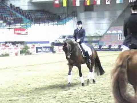 Der feine Lord AT - German Riding Pony