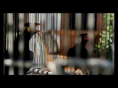 Mitha Talahatu ft.Jones Watimena - IKO BETA