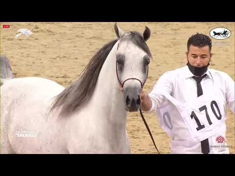 N 170 SAMEL AL SHAQAB   6th Qatar Nat  Arabian Peninsula HS for individual Owners   Stallions 4 6 Ye
