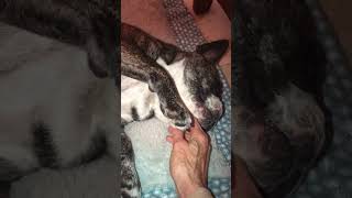Video preview image #1 French Bulldog Puppy For Sale in Boca Raton, FL, USA