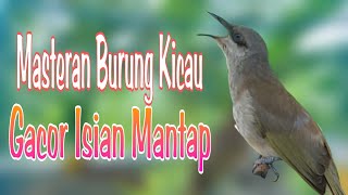Download lagu Kecial Kombok Gacor Tembakan Rapat - Cucak Kombo Isian Kunti Buat Masteran dan Pancingan Part 13 mp3