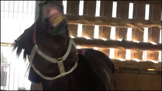 【生配信】馬