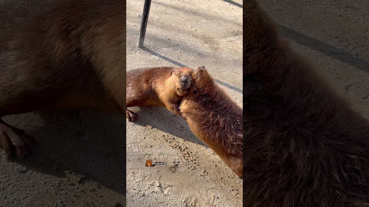 カカオVSクリ相撲‼️ Cacao vs. Kuri Sumo‼️ #アメリカビーバー #ビーバー #beaver #cuteanimals #かわいい動物 #animalshorts
