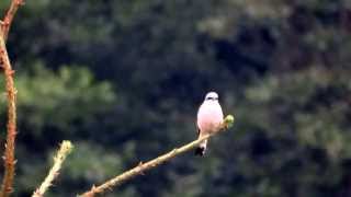 preview picture of video 'gąsiorek (Lanius collurio), Red-backed Shrike, Neuntöter'