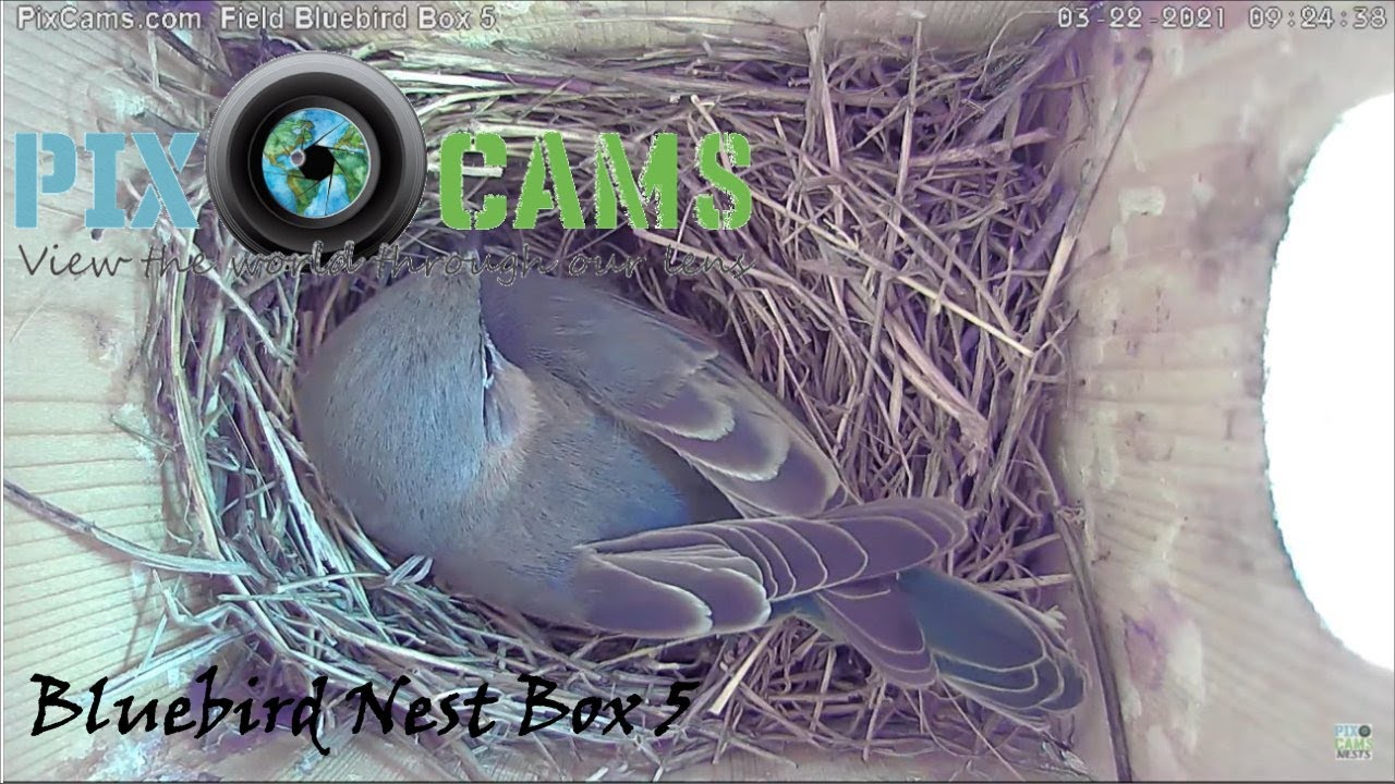 Live webcam view of Bird Box 5 Interior Cam