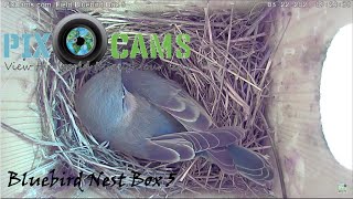 PixCams.com  Bird Box 5 Live Stream live webcam