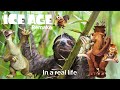 Ice Age Remake With Real Wild Animals Sid The Sloth Like You Ve Never Seen Before Parody Funny