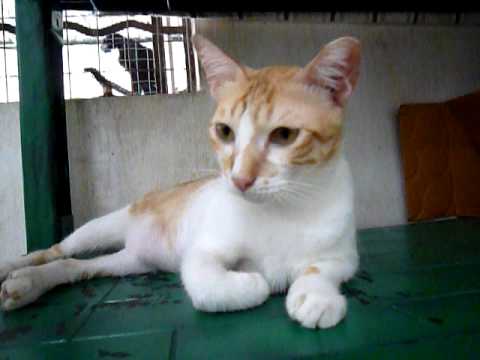 Sadhu wishes for a good home