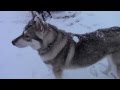 Northern Inuit Dog Takes Glove