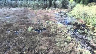 Capitol Land Trust - Green Cove Creek Wetlands