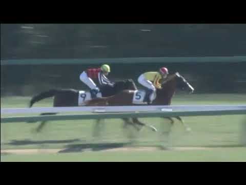 2017.12.28 2yo Newcomer (JPN) - Red Irise