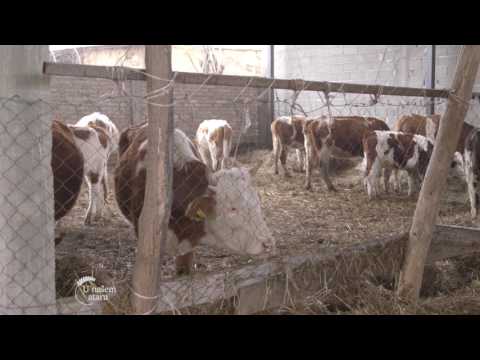 Sistem krava - tele u Gardinovcima - U nasem ataru 671