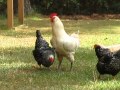 Rooster Gives Warning