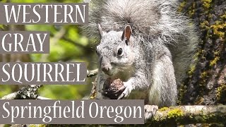 preview picture of video 'Western Gray Squirrel (Sciurus griseus), Dorris Ranch, Springfield, Oregon, USA'