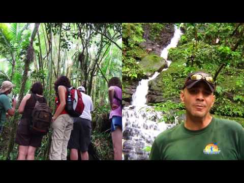 El Yunque Tours - Can I SeeThe Forest Without a Guided...