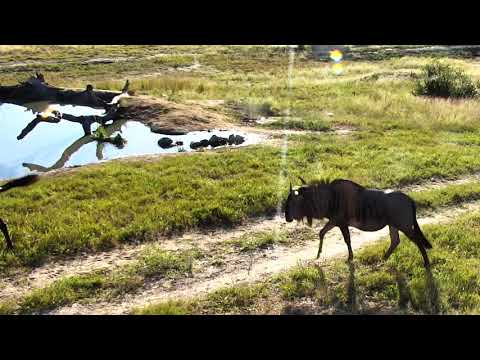 Wildebeest herd in for a morning drink - 05/22/18