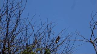 Polihale Mockingbird - Loud!