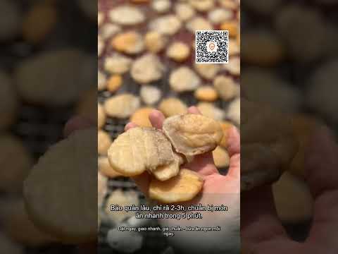 Cồi mầm đá Cô Tô 1 nẵng héo kĩ 1kg đóng 2 khay 0,5kg/1 khay