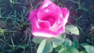 fm static THUNDER and wiht my friends ,,