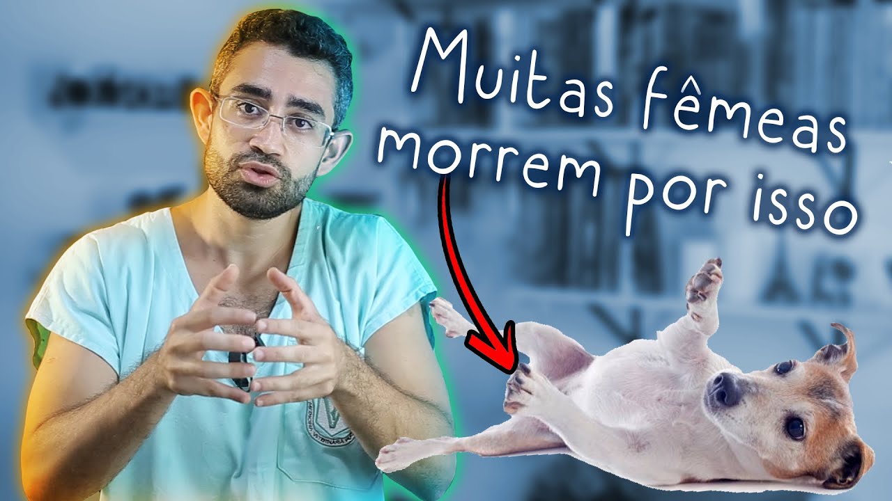 Piometra (Infecção no útero) | Dica Veterinária #40