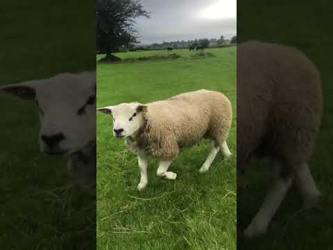 , title : 'Texel ram lamb'
