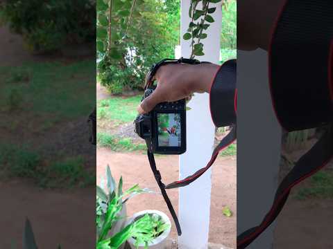 Flowers captures canon 800d #photography #creativephotographyideas