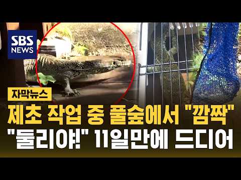 수원에서 발견된 1m 도마뱀, 11일 만에 드디어 잡혔어요!