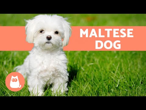 The Maltese Dog - Character, Care and Health