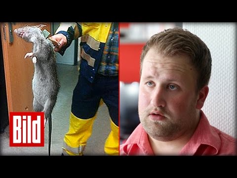 Monster-Ratte - Lokführer ist dabei als Nager gefangen wird ( Gift )