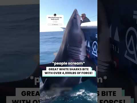 Giant Shark ATTACKS Our Boat 😳🦈#viral #viralvideo #viralshorts #wildlife #trending