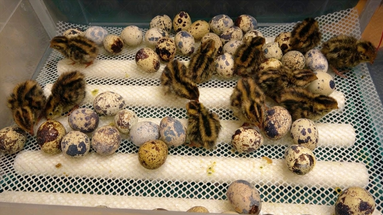 Esto Es Lo Que Sucede Si Se Calientan Huevos De Codorniz Del Supermercado