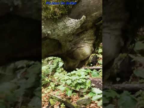 PRIN MUNȚII TARCĂULUI...