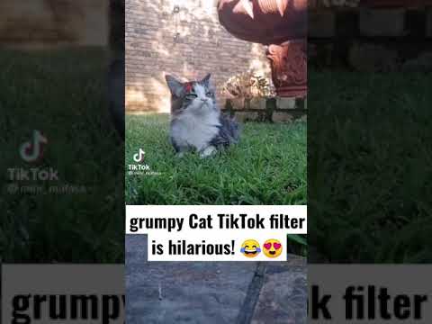 TikTok filter that gives your Cat the grumpy Cat look! 😂😍 | Grumpy Cat filter TikTok!