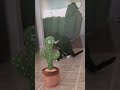 Funny Cat Compilation Catvideos Cats Cat Cat Funny Whatsappstatus