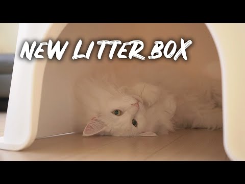 My cats like the new litter box | Norwegian forest cat