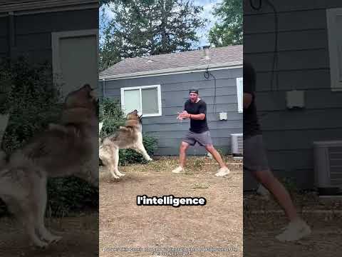 Malamute vs Golden : qui saute le mieux ? 🐶