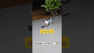 Night Tour..🐾️😹😹❤️ #cat #shortsfeed #funnycats