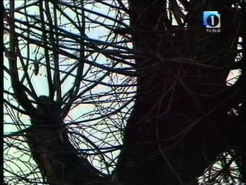 Ansambel Gorenjci - Gozdovi umirajo(1990)