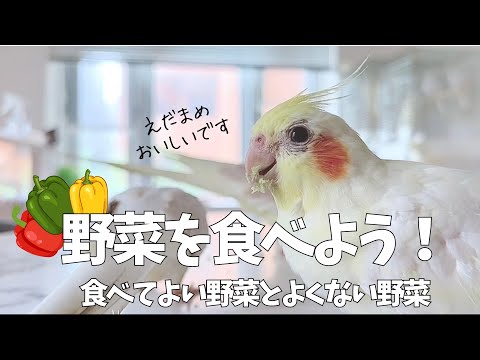 冬に鳥に与えてはいけない食べ物は何ですか？これら 7 つは絶対に避けるべきであり、命を奪う可能性があります。  庭園