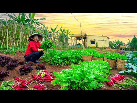Harvest Red Radish Microgreens To Sell At The Market – Farm Life: Cook, Garden