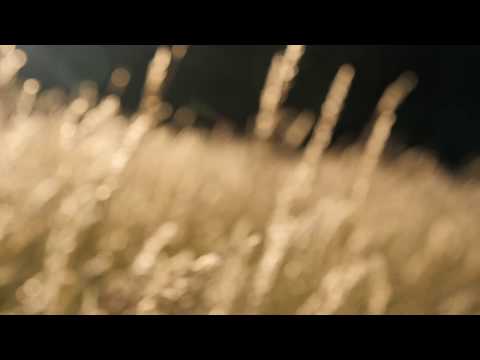 Wind Blowing Across The Forest Meadow / Wind Through The Grass, Crickets,...